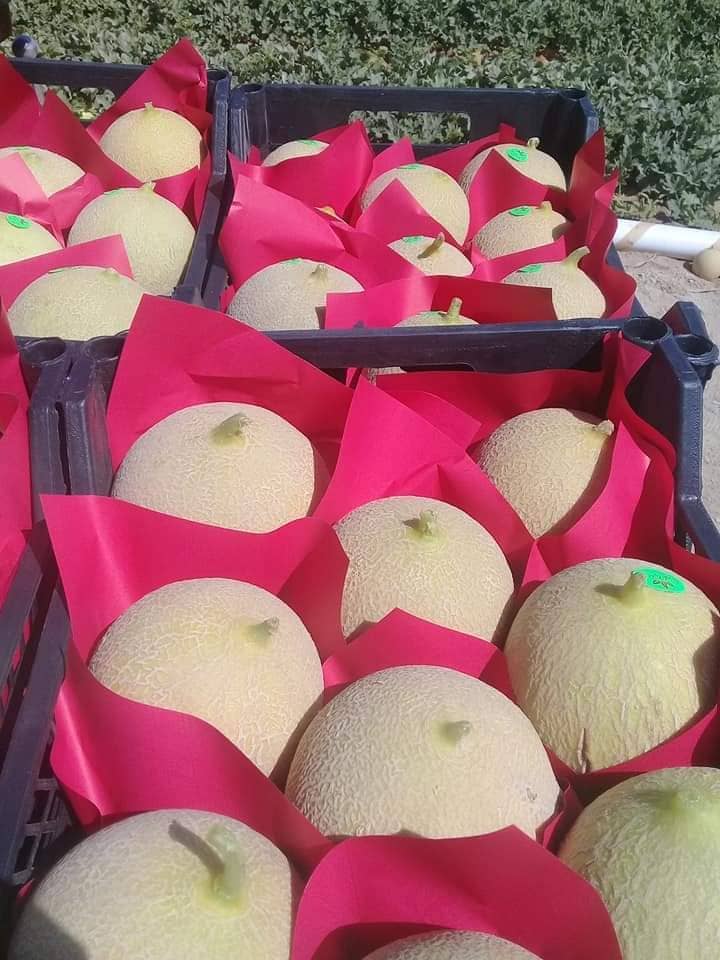 Aton Green Egypt Fresh Fruits & Vegetables